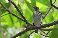 Swainson's Thrush